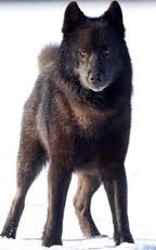 Canis lupus ligoni