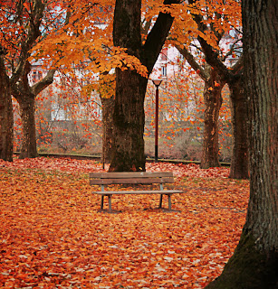 Lonely Bench in the Park