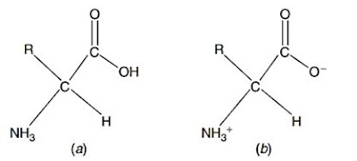 asam amino, amino netral, amino acid