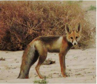 Vertebrate fauna diversity and bio-ecological threats finding in Maslakh State Forest Mountain Range, District Quetta, Pakistan