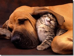 gatos divertidos buscoimagenes (2)
