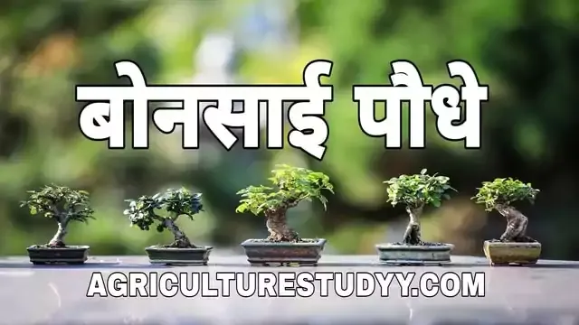 बोनसाई (bonsai in hindi) क्या है इसका अर्थ एवं बोनसाई ट्री बनाने की विधि, bonsai tree meaning in hindi, bonsai tree in hindi, मैम बोनसाई, बोनसाई पौधे,