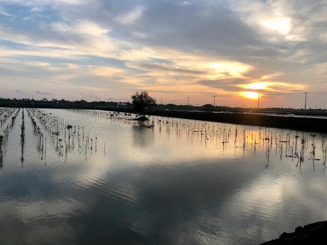 mengintip panen raya udang vaname di muara gembong