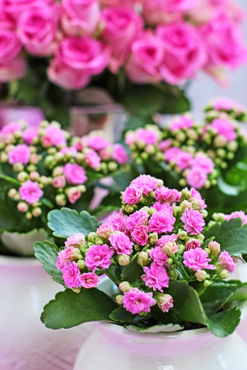 ...OF SPRING AND SUMMER...: FLOWERS by ingrid and titti ...