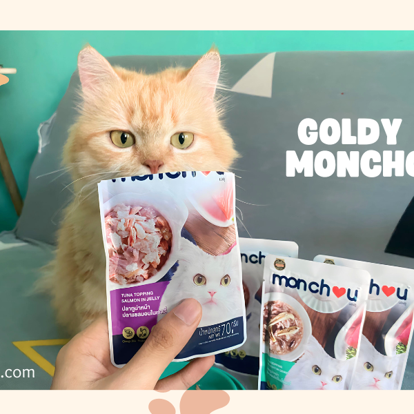 Cerita Tentang Goldy dan Review Makanan Kucing Monchou!