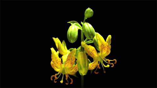 flower bloom