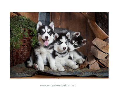 The Siberian Husky is a breed of dog that originated in northeastern Asia, specifically in the region of Siberia. They were originally bred by the Chukchi people, who used them as working dogs to pull sleds and assist with hunting.