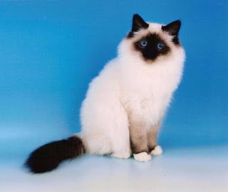 birman cat breeders info pets kittens animal domestic