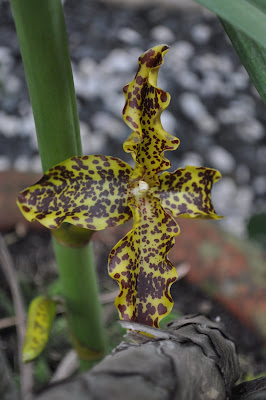 It s definitely orchids Gramm speciosum Blume 1825 