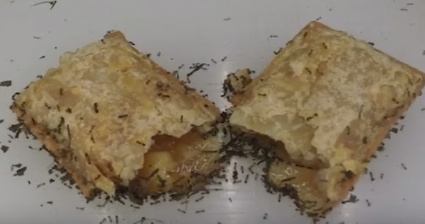 VIDEO en cámara rápida muestra a cientos de hormigas devorando un pay de manzana