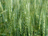 Argentina first country to approve GMO wheat.