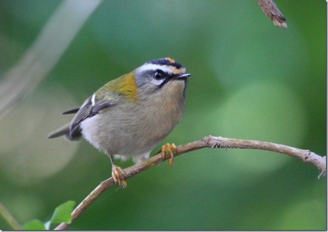 firecrest