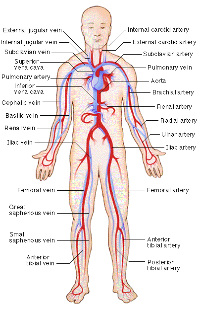 circulatory system diagram to label. digestive system diagram. the