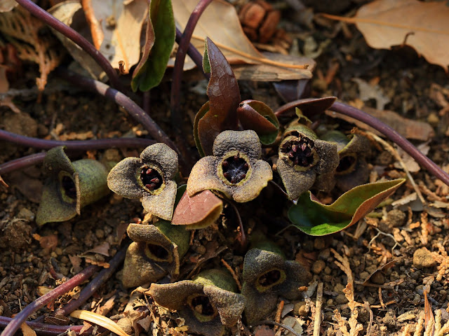 Asarum nipponicum