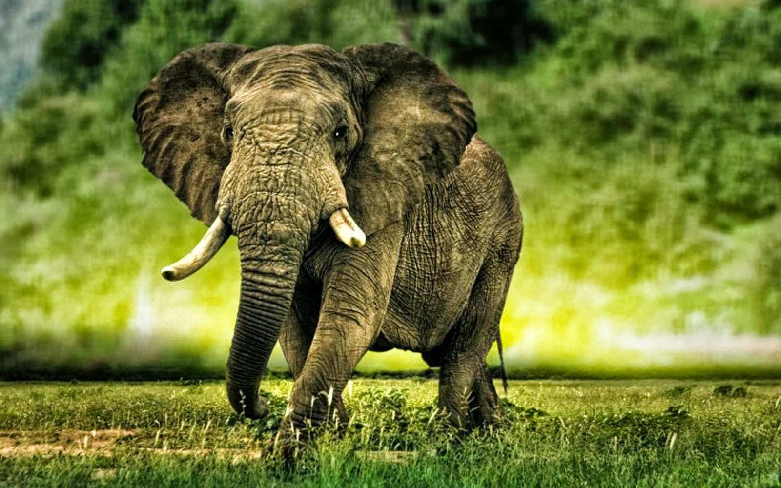 AFRICAN ELEPHANTS  HD  WALLPAPERS  FREE  HD  WALLPAPERS 