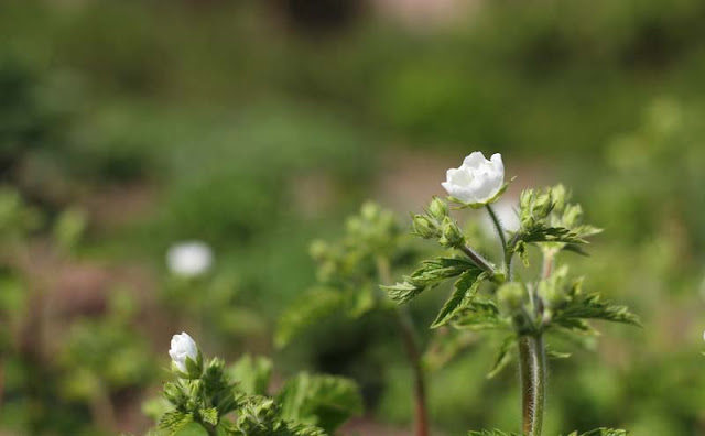 Potentilla Rupestris