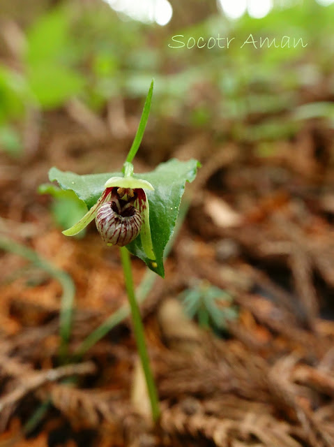 Cypripedium debile