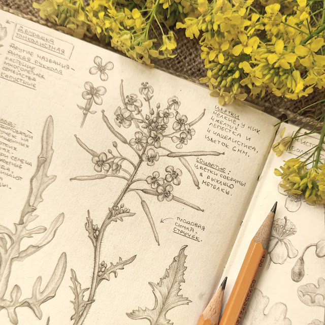 Sisymbrium altissimum: field wild plant, botanical pencil sketch, floral art, sketchbook collection, botanical illustration