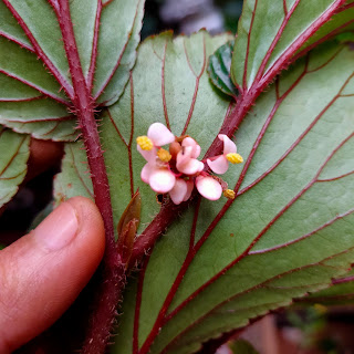 Flowers Begonias