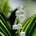 Lily of the valley by shinichiro*_busy on Flickr