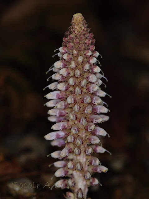 Lathraea japonica