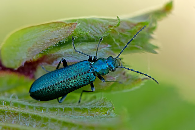 Aromia moschata the Musk Beetle