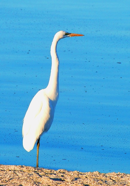 4. egret-kab