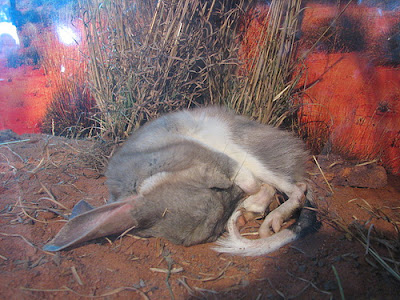 Bilby pics