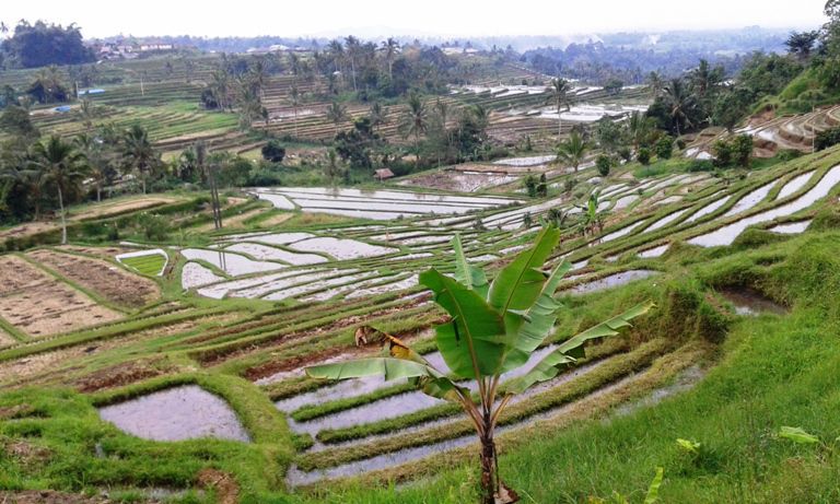 Jatiluwih rice terrace tour price: An affordable cost of full day tour package to explore Bali hidden gem and see the beauty Jatiluwih rice terraces