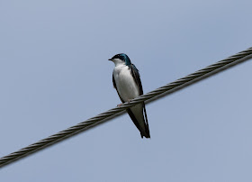 Tree Swallow - Fibre, Michigan, USA