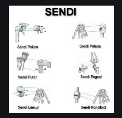 Pengertian Sendi, Fungsi, Bagian, Struktur, dan Jenisnya