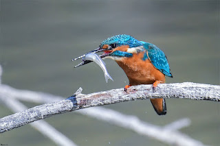 martin-pescador-comun-alcedo-atthis-con-presa-