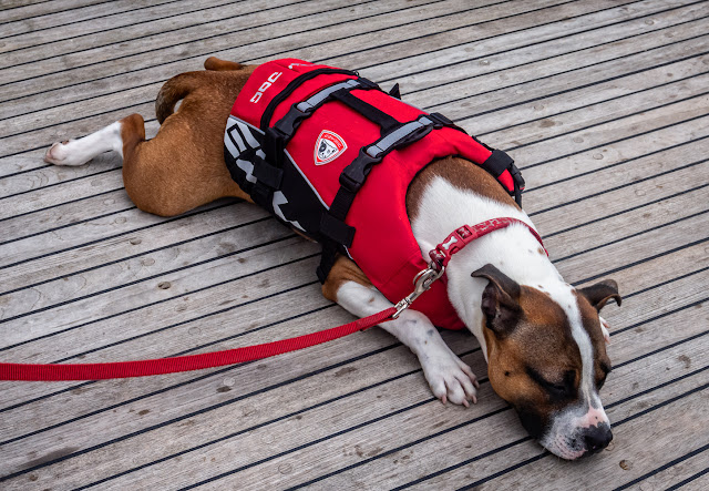 Photo of Ruby laying on Ravensdale's aft deck in her new lifejacket