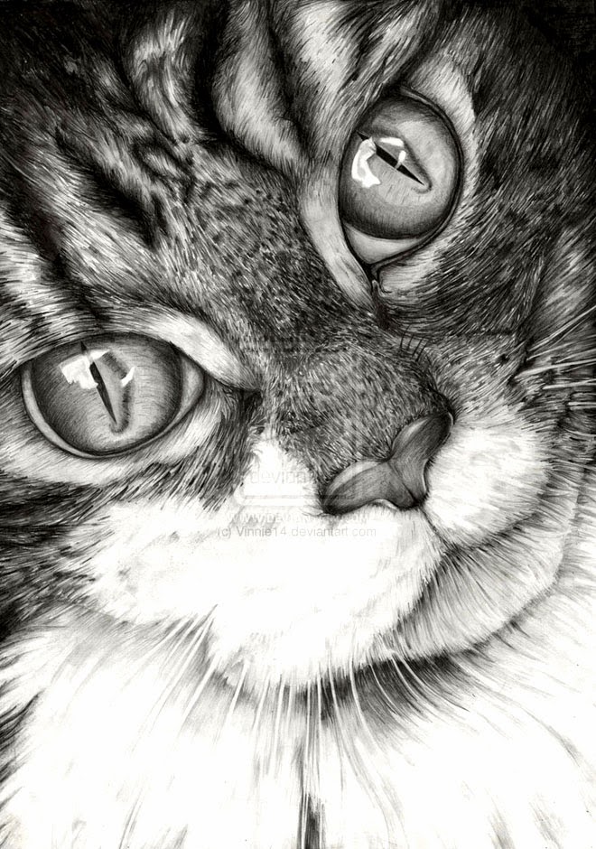 20 Beautiful Realistic Cat  Drawings  To inspire you Fine 