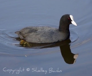 Common Coot - Amsterdam. (c) Copyright Shelley Banks, all rights reserved