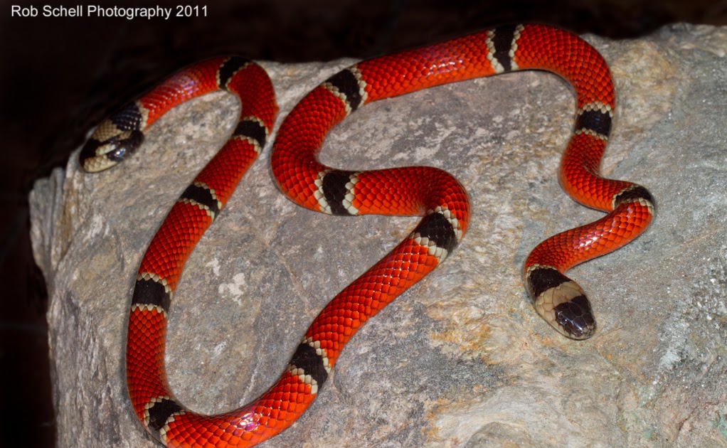 West Mexican Coral Snake Micurus Distans And Westrn Coral