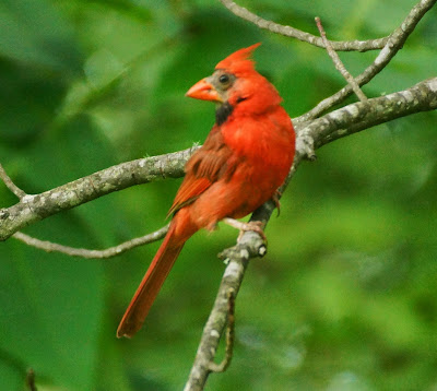 cardinal with bare face