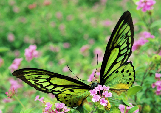  butterfly wallpaper, Colorful butterfly wallpaper, Butterfly wallpaper