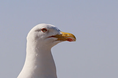 Lytse Sjouwerman - Kleine Mantelmeeuw - Larus fuscus