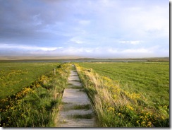 Field