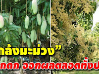 แกล้งมะม่วง ให้ออกผลเยอะ ลูกดก มีกินมีขายตลอดทั้งปี