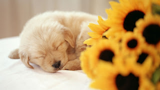 Puppy Wallpapers