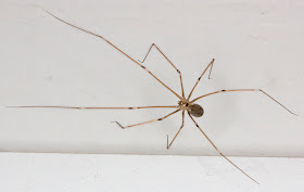 Spider, Pholcus phalangioides, in my bedroom in Hayes.  19 August 2011.