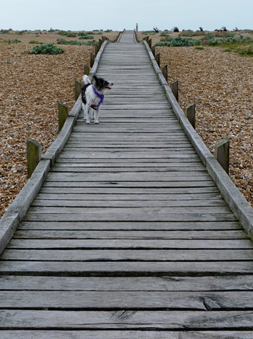 dungeness sept 2011 018