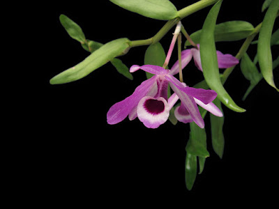 Dendrobium lituiflorum care and culture