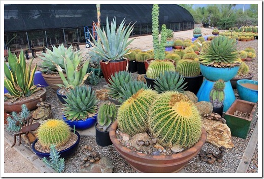 120728_B&BCactus_013