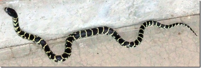 Juvenile kingsnake June 2012 6-28-2012 6-09-11 AM 2286x763