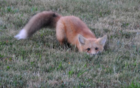 funny animals of the week, fox ready for ambush