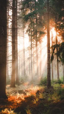 Amanhecer Raios De Luz Solar Em Uma Floresta