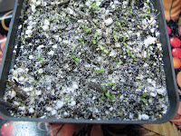 seedlings of primroses посев семян примул выращивание аурикул из семян